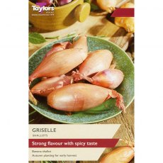 Taylor's Bulbs Griselle Shallot Set 6 Taylor's Bulbs Griselle Shallot Set 6