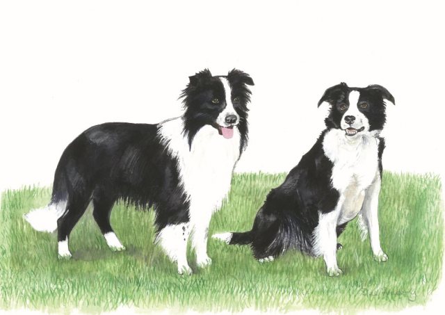 Sheepdogs Greetings Card