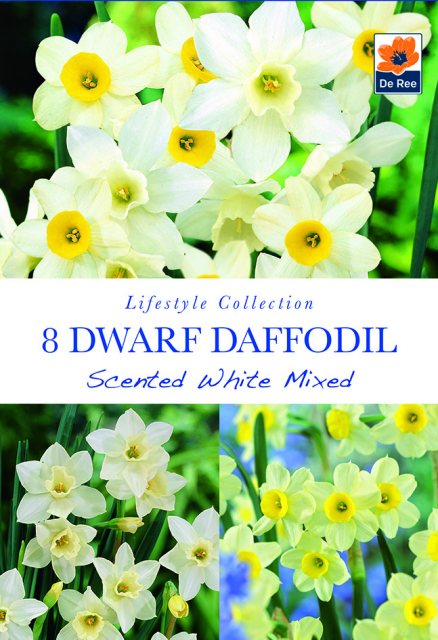 De Ree De Rees Daffodil Scented White Mix Bulbs