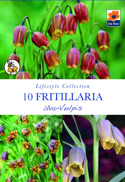 De Ree De Rees Fritillaria Uva Vulpis Bulbs