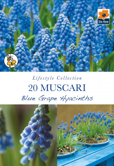 De Ree De Rees Muscari Blue Grape Hyacinths Bulbs