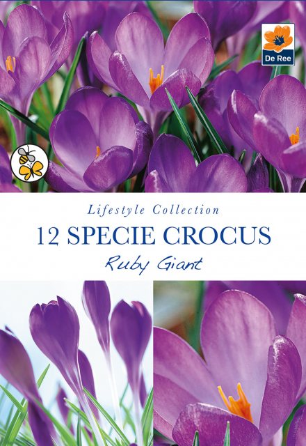 De Ree De Rees Species Crocus Ruby Giant Bulbs