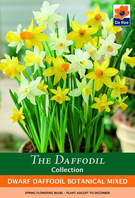 De Ree De Rees Dwarf Daffodil Botanical Bulbs