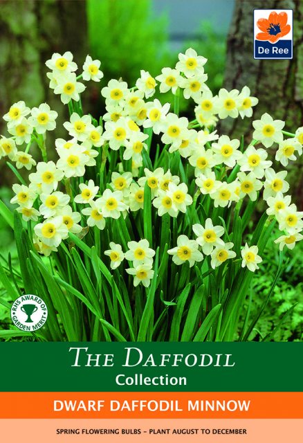 De Ree De Rees Dwarf Daffodil Minnow Bulbs