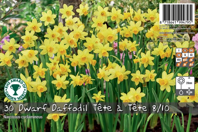 De Ree De Rees Dwarf Daffodil Tete a Tete Bulbs