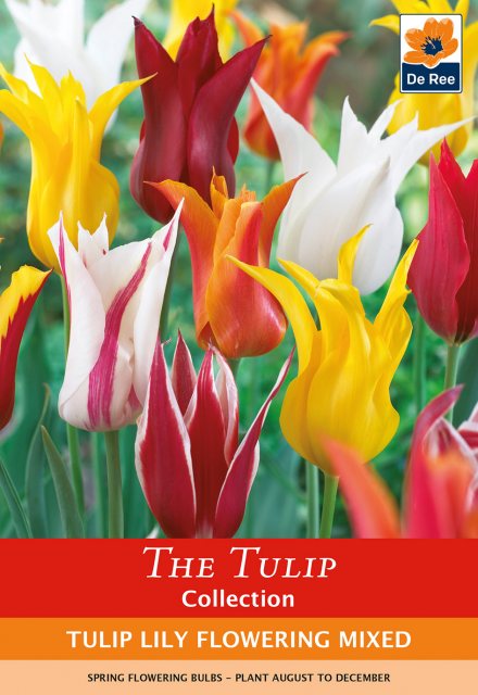 De Ree De Rees Tulip Lily Flowering Mix Bulbs