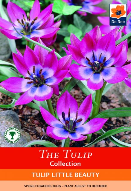 De Ree De Rees Tulip Little Beauty Bulbs