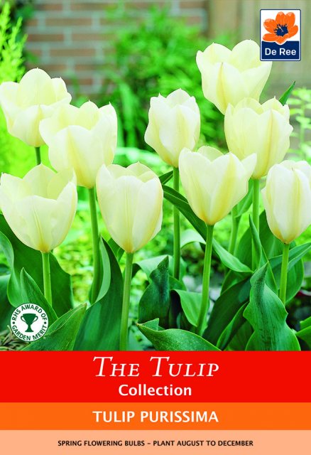 De Ree De Rees Tulip Purissima Bulbs