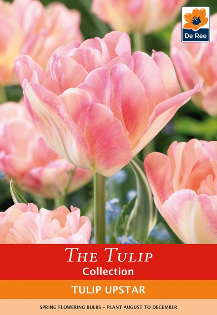 De Ree De Rees Tulip Upstar Bulbs