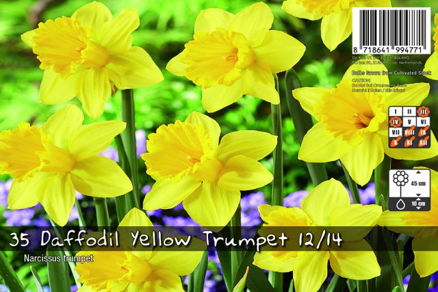 De Ree De Rees Daffodil Yellow Trumpet Bulbs