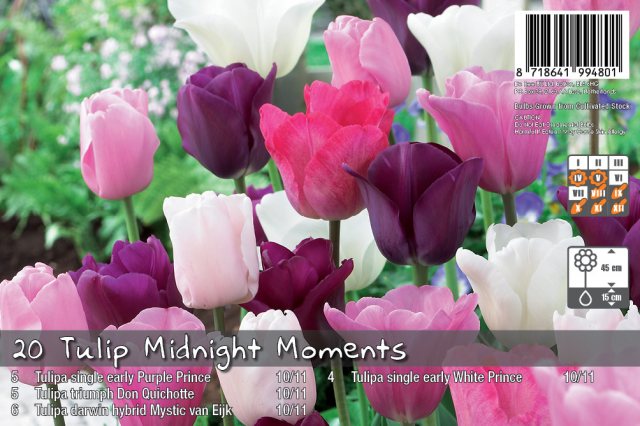 De Ree De Rees Tulip Midnight Moments Bulbs