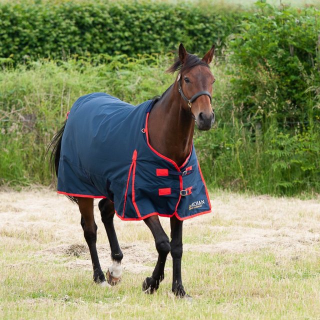 Gallop Equestrian Gallop Trojan Turnout Rug 200g Navy/Red