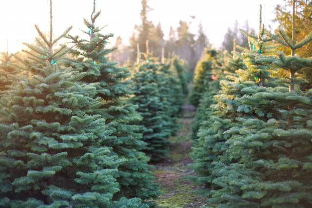 Nordmann Fir Christmas Tree (5-8 Foot)