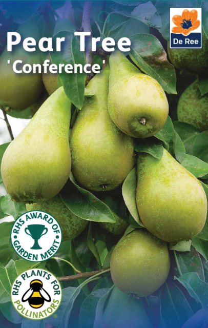 De Ree De Ree Conference Pear Tree