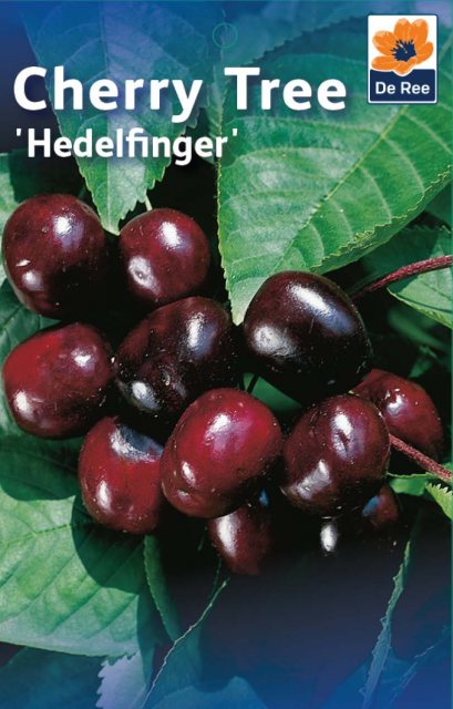 De Ree De Ree Hedelfinger Cherry Tree