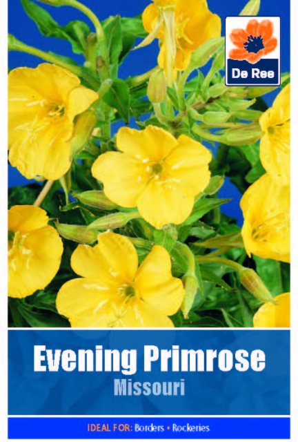 De Ree Evening Rose Primrose Missouri Seed