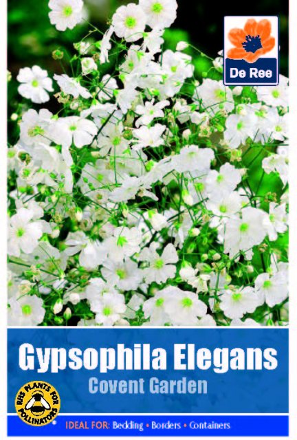 De Ree Gypsophilia Elegans Covent Garden