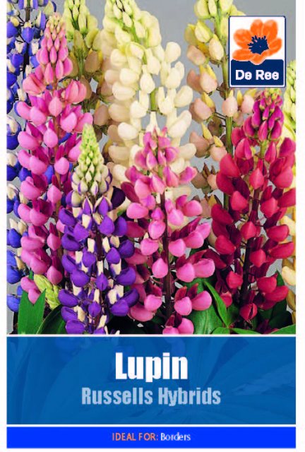 De Ree Lupin Russells Hybrids Seed