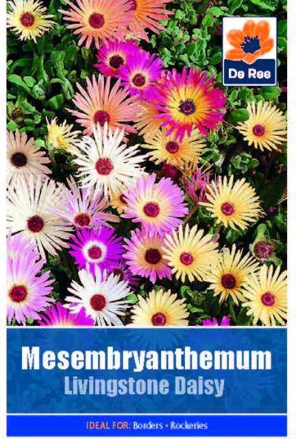 De Ree Mesembryanthemum Livingstone Daisy Seed