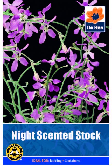 De Ree Night Scented Stock Seed