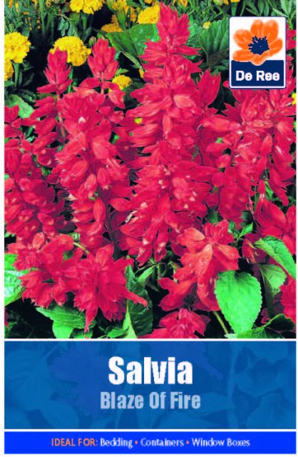 De Ree Salvia Blaze Of Fire Seed