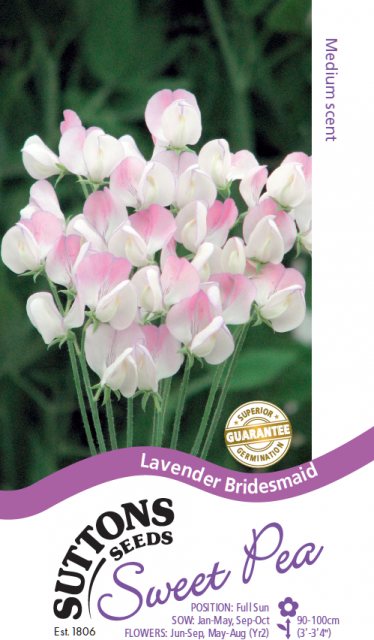 SUTTONS Suttons Sweet Pea Lavender Bridesmaid