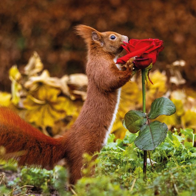 CUBE Cube Smelling Of Roses Card