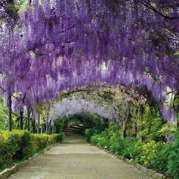 CUBE Cube Wisteria Arch Card