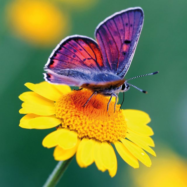 CUBE Cube Purple Copper Butterfly Card