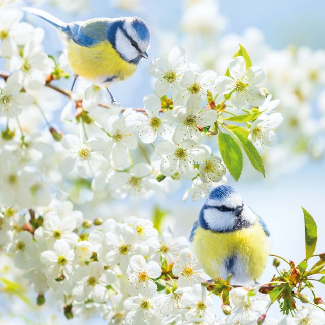 RSPCA RSPCA Bluetits & Cherry Blossom Card