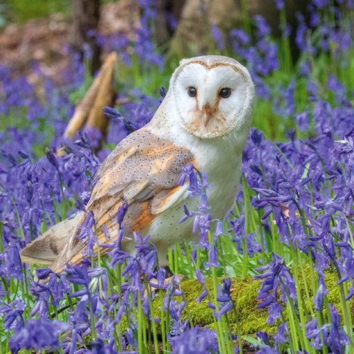 RSPCA RSPCA Barn Owl Card