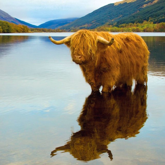 RSPCA RSPCA Highland Cow Card