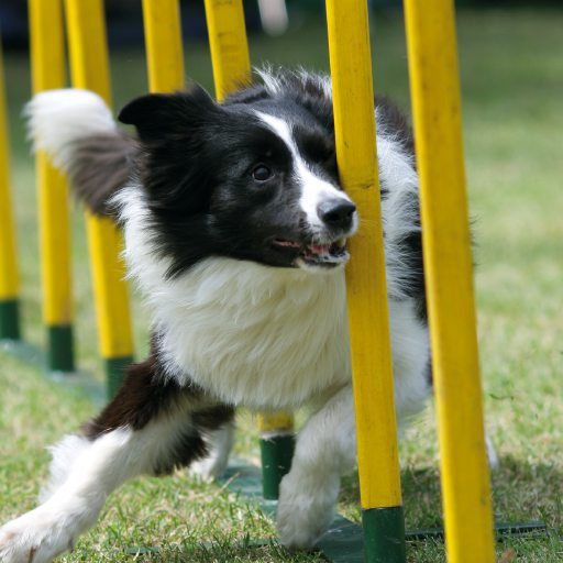 RSPCA RSPCA Border Collie Card