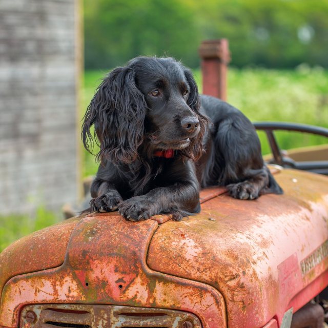 RSPCA RSPA Cocker Spaniel Card