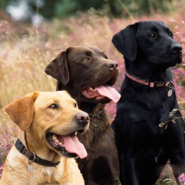 RSPCA RSPCA Labrador Trio Card