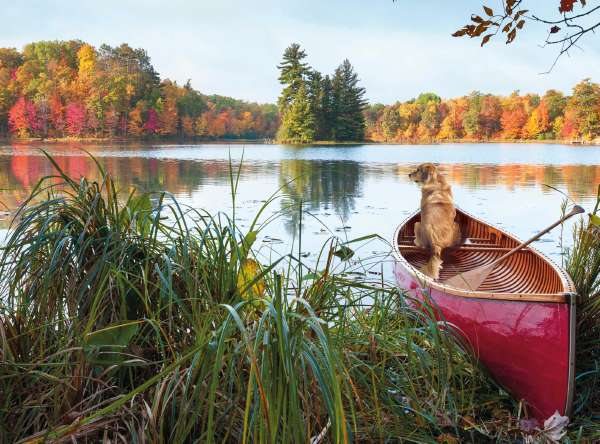 Picture This Dog In Boat Card