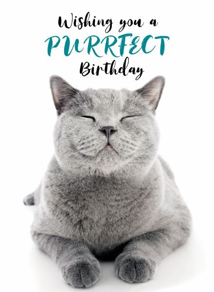 Picture This Purrfect Birthday Card