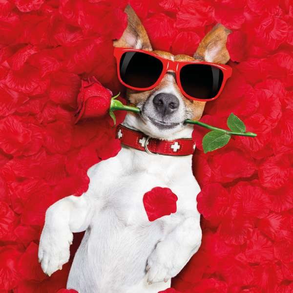 Rose Dog Card