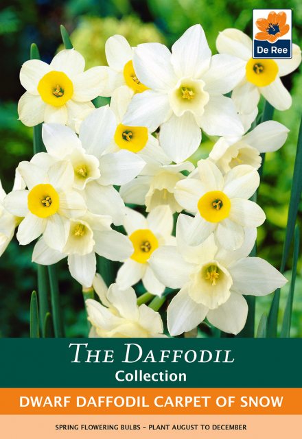 De Ree De Ree Dwarf Daffodil Carpet Of Snow Bulb