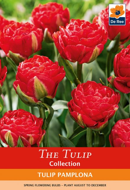 De Ree De Ree Pamplona Double Early Bulbs