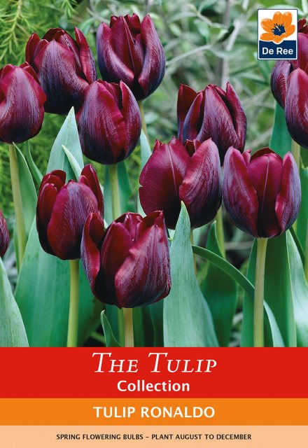 De Ree De Ree Tulip Ronaldo Triumph Bulb