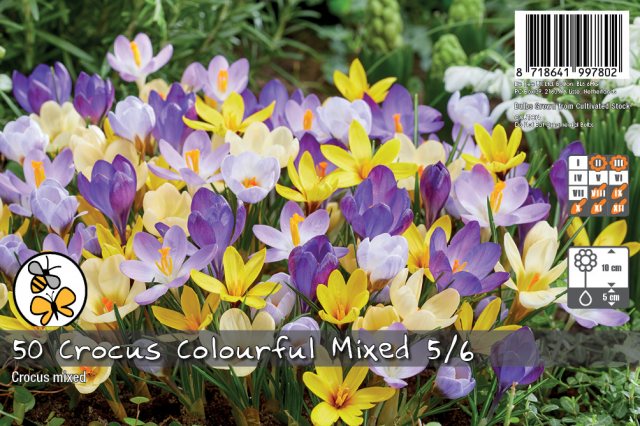 De Ree De Ree Crocus Colourful Mix Bulb