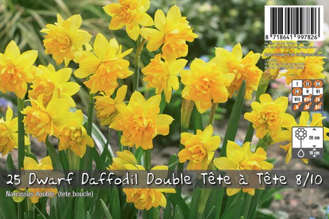 De Ree De Ree Dwarf Daffodil Double Tete A Tete Bulb