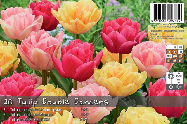 De Ree De Ree Tulip Double Dancers Bulb