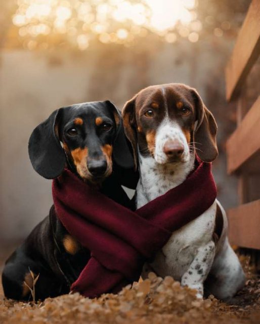 Dogs & Scarf Card