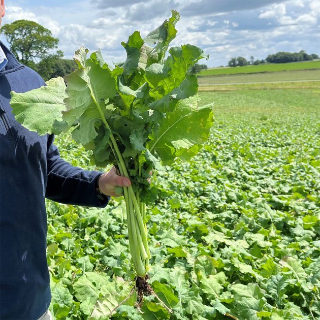 Oliver Seeds Mainstar Forage Rape Hybrid Seed 10kg