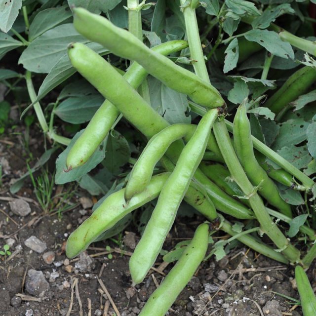 SUTTONS Suttons Broad Bean Suprifin Vicia Faba Seeds