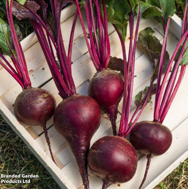 SUTTONS Suttons Beetroot Red Shine F1 Seeds