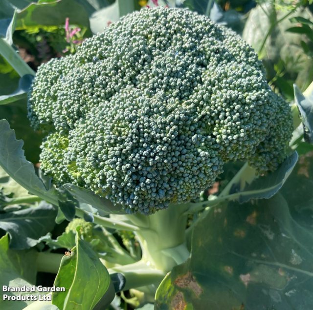 SUTTONS Suttons Broccoli Beneforte F1 Seeds