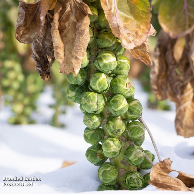 SUTTONS Suttons Brussel Sprout Long Island Seeds